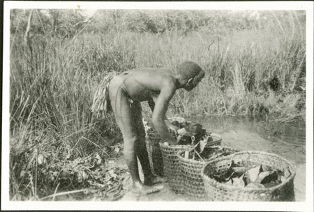 Zande woman emersing grain for beer brewing