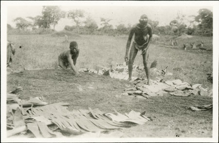 Zande beer preparation 