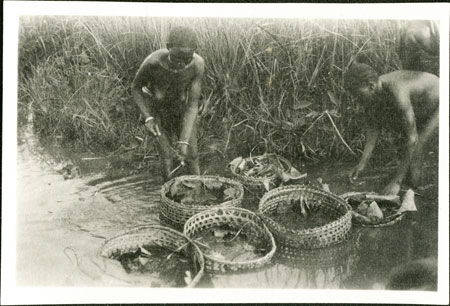 Zande women emersing grain for beer brewing