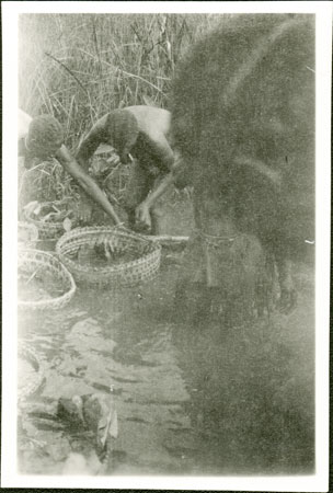 Zande women emersing grain for beer brewing