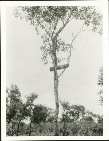 Zande beehive in tree