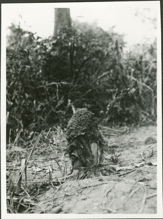 Zande termite gathering