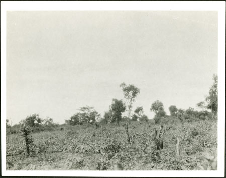 Zande eleusine cultivation