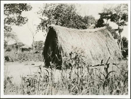 Zande circumcision hut