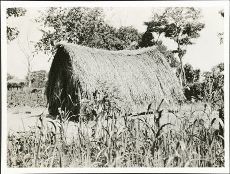 Zande circumcision hut