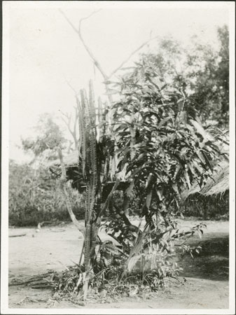 Zande medicines growing in homestead