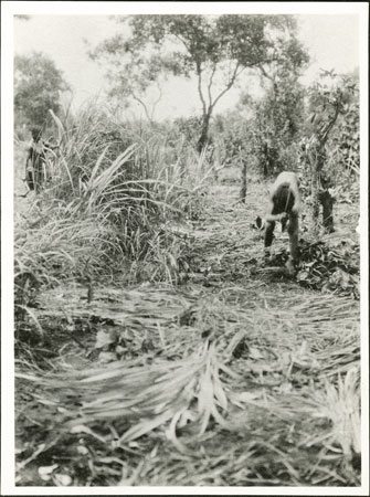 Zande woman gardening