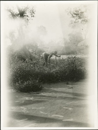 Zande woman gardening