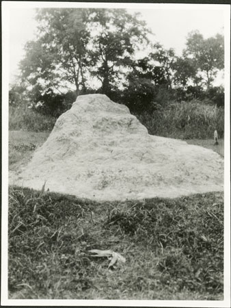 Termite mound in Zandeland