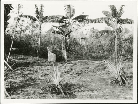 Zande garden with child