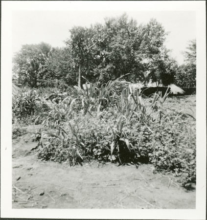 Vegetation near Anuak homestead