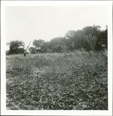 Akobo river bank 