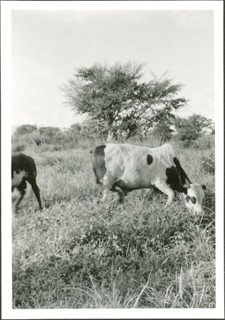 Anuak cow