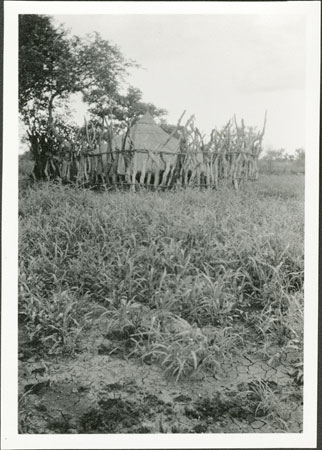 Anuak noble's grave