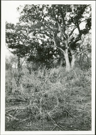 Anuak sacred tree burial