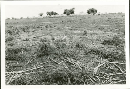 Anuak village and field