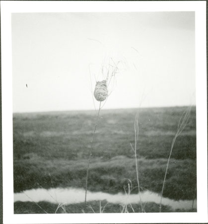 Weaver nest in Anuakland