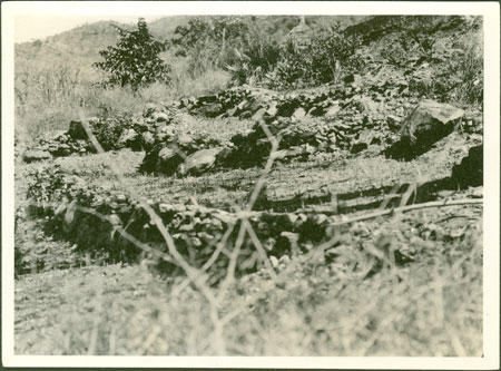 Ingessana terrace agriculture