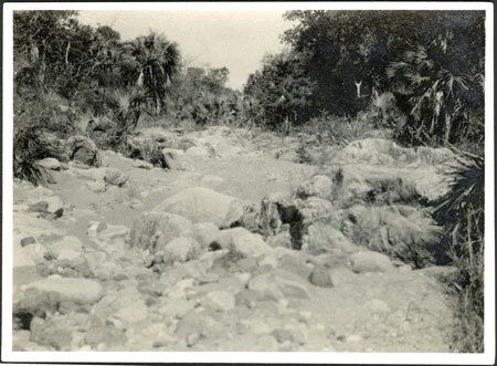 Vegetation on Tabi Hills