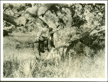 Ingessana afterbiths hung in tree