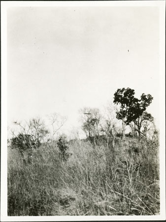 Moro beehive in tree