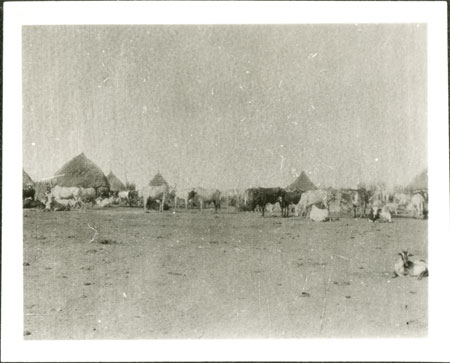 Nuer cattle camp