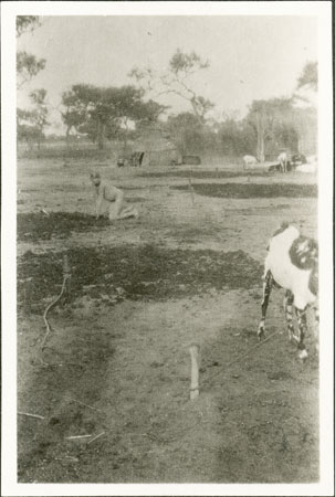 Nuer dung drying