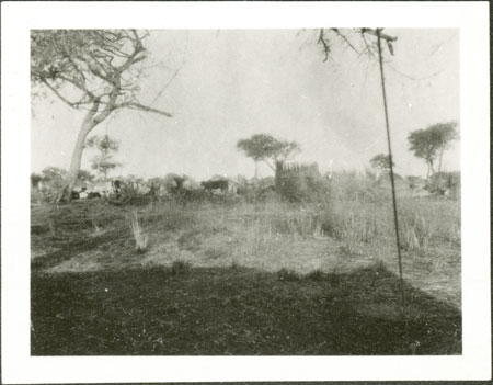 Nuer cattle camp 