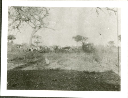 Nuer cattle camp 