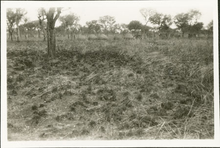 Nuer cattle camp 