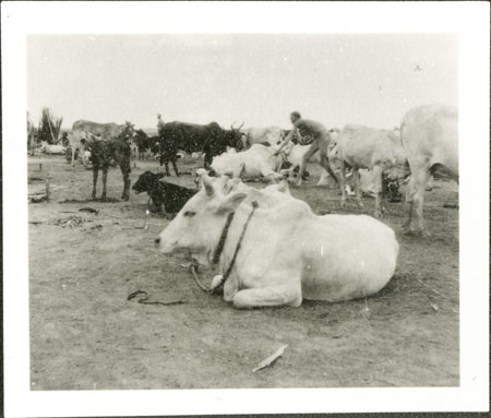 Nuer ox with trained horn