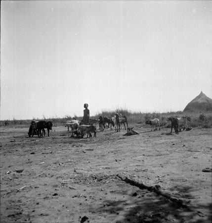 Nuer boy with goats