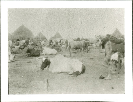 Nuer cattle camp