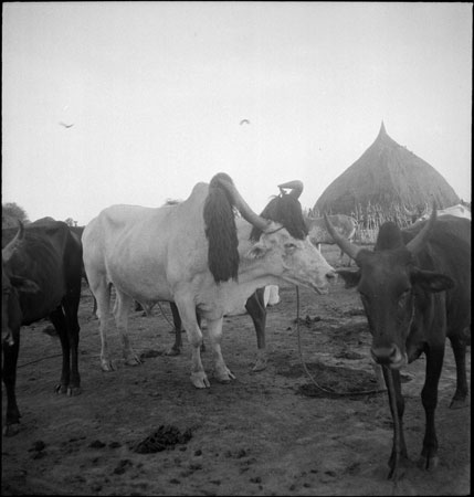 Nuer ox with trained horn