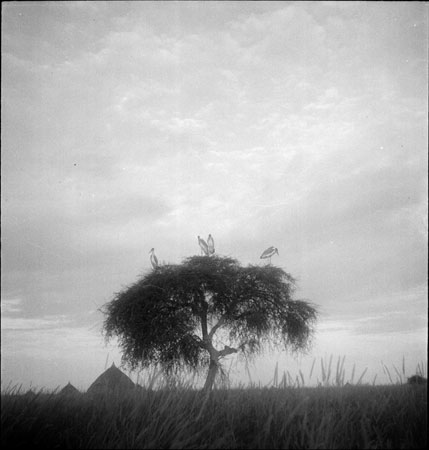 Storks perched in Nuerland