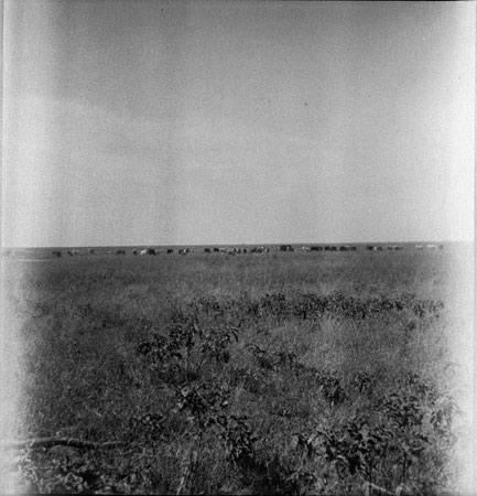 Nuer cattle grazing