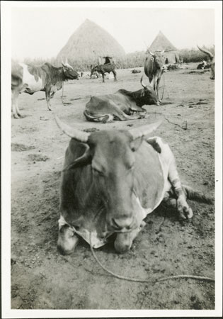 Nuer oxen