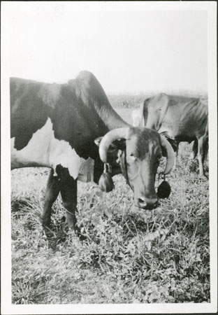 Nuer ox with tassels