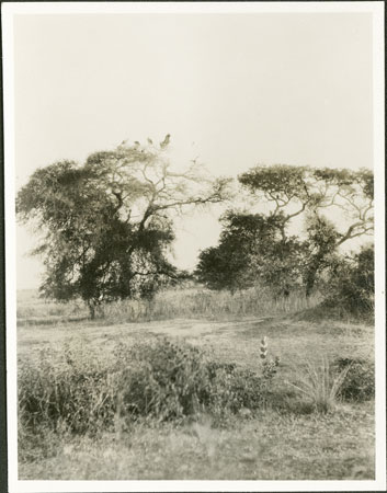 Vultures in Nuerland