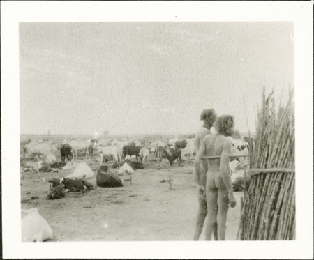 Nuer cattle camp and men