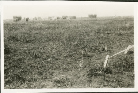 Nuer cattle camp