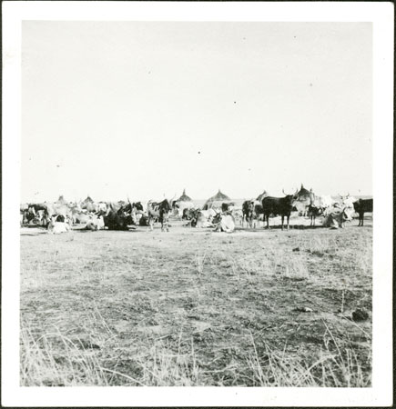 Nuer cattle camp