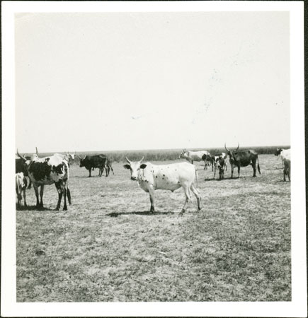 Nuer cattle grazing