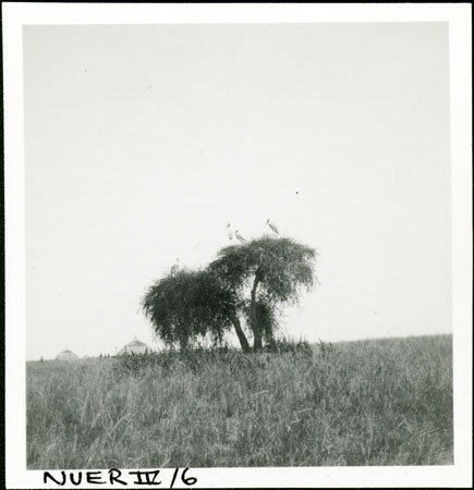 Storks in western Nuerland