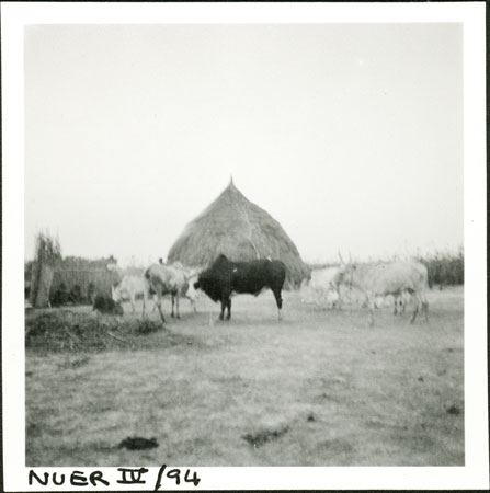 Nuer homestead