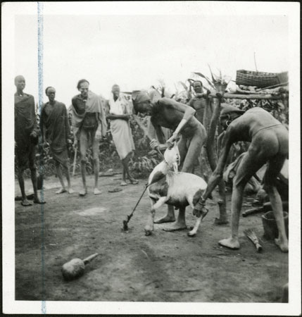 Nuer sheep sacrifice