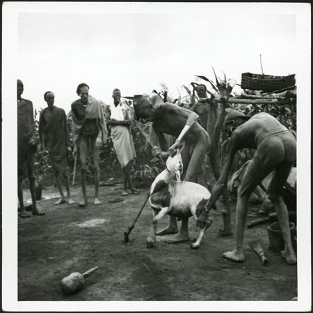 Nuer sheep sacrifice