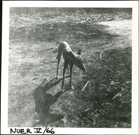 Nuer dog