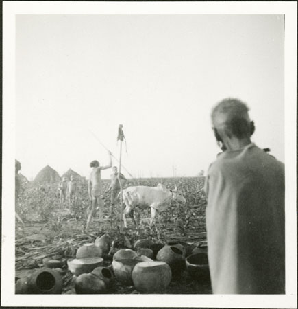 Nuer colwic ceremony