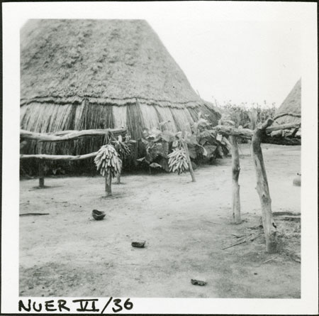 Nuer maize crop